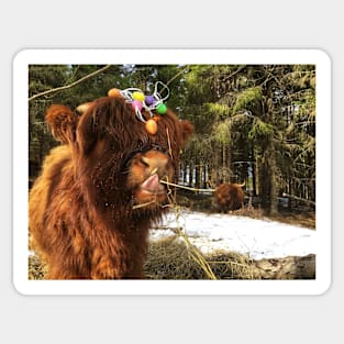 Scottish Highland Cattle Calf 1972 Sticker